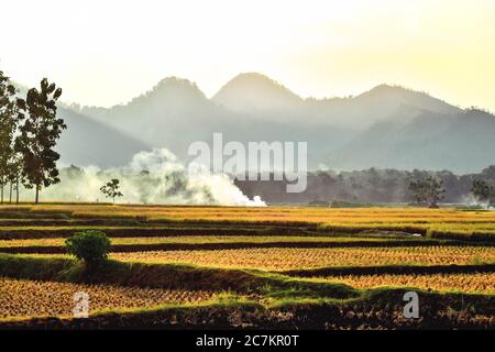 I campi di riso diventano gialli durante la stagione di raccolta del riso nel villaggio di Badegan, Ponorogo, Giava orientale, Indonesia Foto Stock