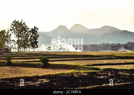 I campi di riso diventano gialli durante la stagione di raccolta del riso nel villaggio di Badegan, Ponorogo, Giava orientale, Indonesia Foto Stock