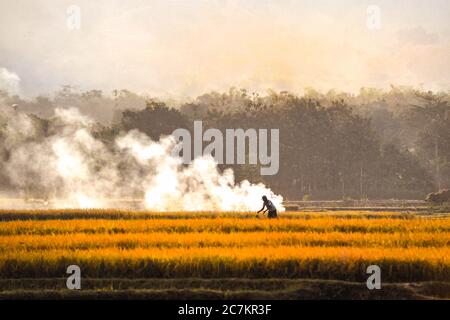 I campi di riso diventano gialli durante la stagione di raccolta del riso nel villaggio di Badegan, Ponorogo, Giava orientale, Indonesia Foto Stock