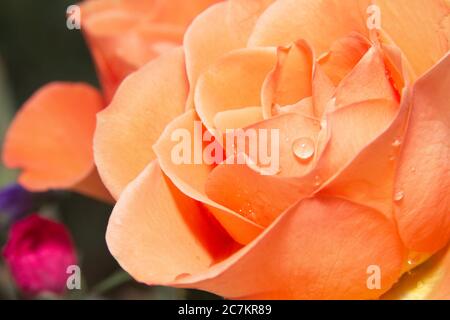 Immagine macro closeup di una testa di fiori di rosa arancione brillante che mostra una complessa disposizione di petali con gocce d'acqua. Foto Stock