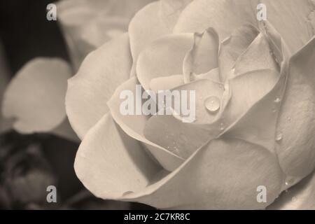 Immagine macro closeup di una testa di fiori di rosa arancione brillante che mostra una complessa disposizione di petali con gocce d'acqua. Foto Stock