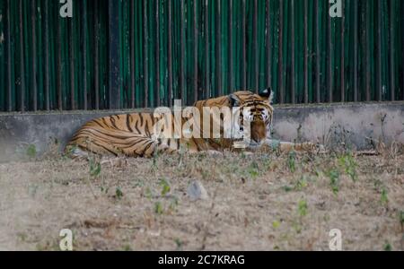 La tigre è la più grande specie di gatto esistente e un membro del genere Panthera. Foto Stock