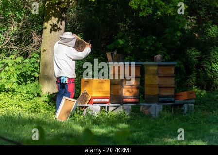 Germania, Sassonia-Anhalt, Magdeburgo, apicoltori ispezionano i nidi d'ape. Foto Stock