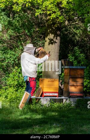 Germania, Sassonia-Anhalt, Magdeburgo, apicoltori ispezionano i nidi d'ape. Foto Stock