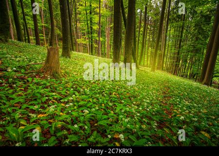 Europa, Germania, Baviera, Aschau am Inn, campo di aglio selvatico nella foresta, Foto Stock