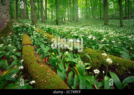 Europa, Germania, Baviera, Aschau am Inn, campo di aglio selvatico nella foresta, Foto Stock