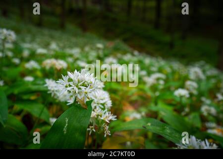 Europa, Germania, Baviera, Aschau am Inn, campo di aglio selvatico nella foresta, Foto Stock