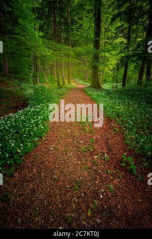 Europa, Germania, Baviera, Aschau am Inn, campo di aglio selvatico nella foresta, Foto Stock