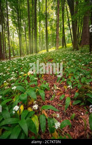 Europa, Germania, Baviera, Aschau am Inn, campo di aglio selvatico nella foresta, Foto Stock