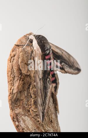 Una falce privata adulto, Sphinx ligustri, che è stata trovata poggiando su un palo di lampada in una strada urbana. Fotografato in uno studio su corteccia di albero prima di rel Foto Stock