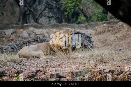 Il leone è una specie della famiglia Felidae, un gatto muscoloso e profondo. Foto Stock