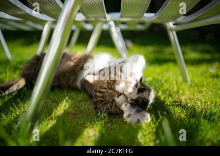 cute tabby gatto shorthair britannico bianco che giace su erba sotto lettino che si estende zampe fuori Foto Stock