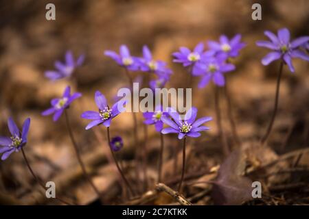 Anemone hepatica (hepatica comune, liverwart, kidneywort, pennywort) Fiori, Foresta, Finlandia Foto Stock