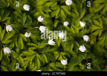 Anemone di legno, Anemone nemorosa, Springtime, Finlandia Foto Stock