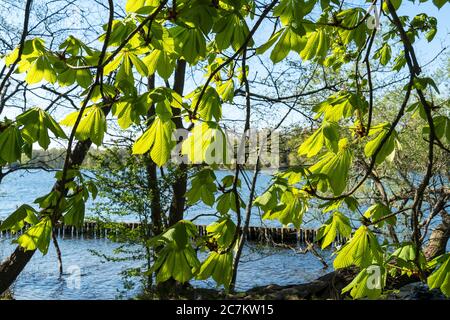 Berlino, Wannsee, sentiero lungo il fiume, zona di protezione delle banche, foglie di castagno Foto Stock