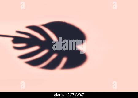Ombra foglia di Monstera Foto Stock