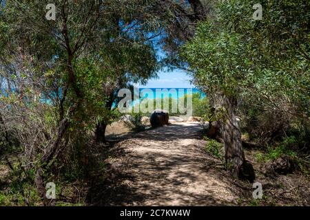 Grandangolo di due alberi coperti di foglie su la spiaggia Foto Stock