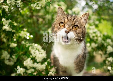 tabby gatto shorthair britannico bianco che meowing in natura Foto Stock
