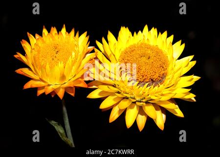 Helichysum (giallo) è un fiore perenne comune a volte chiamato eterno con una foto di scorta di sfondo posteriore Foto Stock