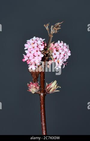 Viburnum x bodnantense 'Dawn' un arbusto fiorito invernale rosa che ha fiori altamente profumati e senza foglie quando in fiore Foto Stock