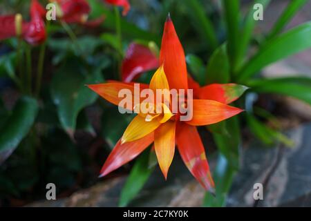 Primo piano di un bel fiore di Bromelia in un giardino in una giornata fredda Foto Stock