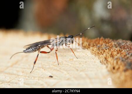 Vespa parassita, Xorides praecatorius Foto Stock