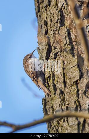 Tree superriduttore, Certhia familiaris, tronco d'albero Foto Stock