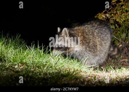 Raccoon, Procyon lotor, notte Foto Stock