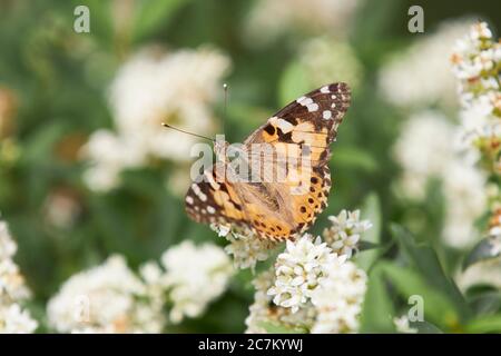 Dipinto di Lady, Vanessa cardui Foto Stock