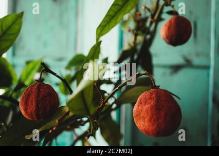 Fuoco selettivo di rughe seccato su frutti di arancio appeso da rami Foto Stock