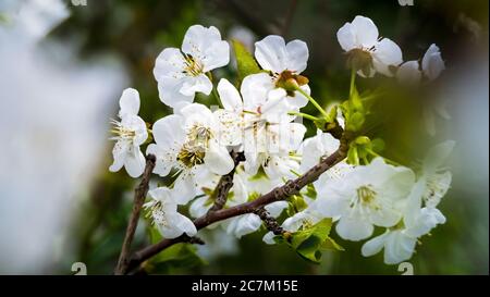 Fioritura di ciliegi acerrimi in primavera a Vinassan Foto Stock