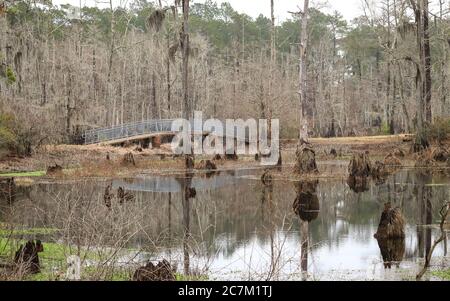 Lago Charles, Louisiana - 2018 febbraio: Gli alberi si riflettono nella palude del Sam Houston Jones state Park. Foto Stock