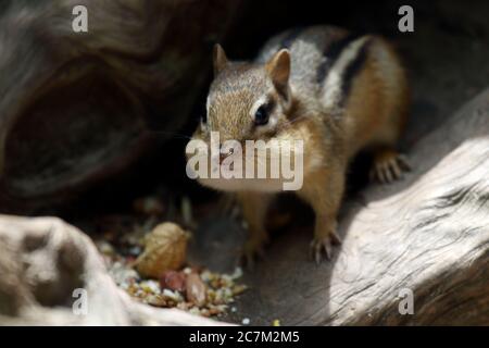 Bellissimo scatto di un simpatico chipmunk mangiare noci in Giardini Botanici reali in estate Foto Stock
