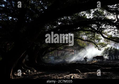 Vista incantevole di un abitante cinese con una mucca nella foresta durante l'alba a Xia pu, Cina Foto Stock