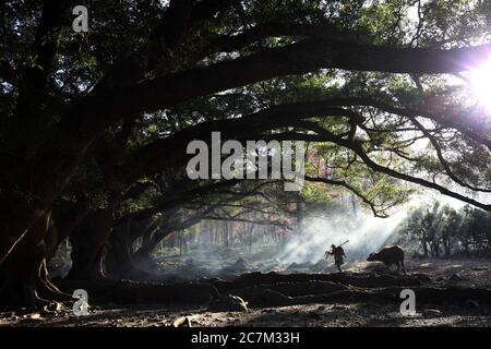 Vista incantevole di un abitante cinese con una mucca nella foresta durante l'alba a Xia pu, Cina Foto Stock