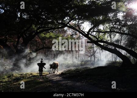 Vista affascinante di un uomo cinese con una mucca nella foresta durante l'alba a Xia pu, Cina Foto Stock