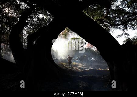 Vista incantevole di un abitante cinese con una mucca nella foresta durante l'alba a Xia pu, Cina Foto Stock