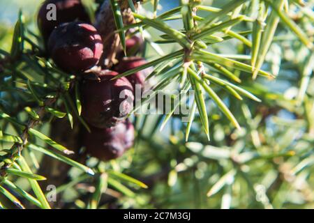 Primo piano di una pianta di ginepro con bacche rosse su il ramo con uno sfondo sfocato Foto Stock