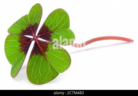 Trifoglio a quattro foglie isolato contro il bianco - fascino fortunato Foto Stock