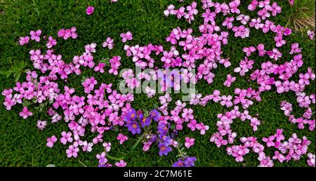 Close up di fiori viola Foto Stock