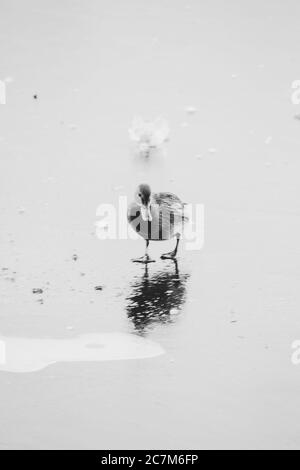 Foto verticale in bianco e nero di un anatroccolo che cammina sopra una riva Foto Stock