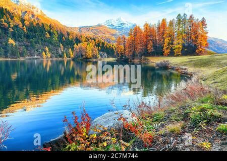 Spettacolare vista autunnale del lago Champfer. Specchio a riflessione in lago. Ubicazione: Silvaplana, distretto di Maloya, regione Engadina, Cantone Grigioni, SvizzeraaaEnna Foto Stock