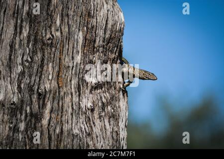 Monitorare la lucertola che sale sul lato di un albero. Foto scattata in Zambia. Foto Stock