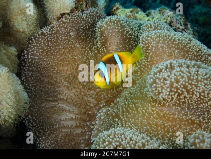 TwoBar Clownfish, Anfibio bicinctus, in anemone, Mar Rosso, Egitto Foto Stock