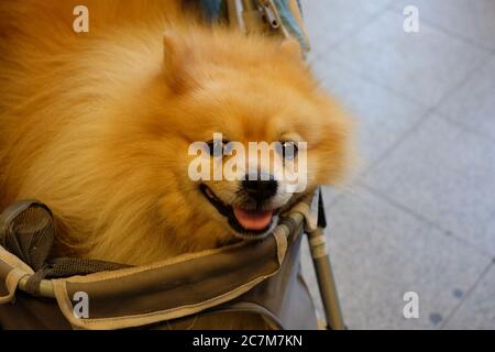 High Angle shot di un cane pomeranian carino messo in un passeggino per animali domestici Foto Stock