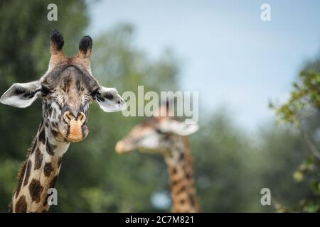 Giraffa testa con un altro giraffa sullo sfondo. Foto scattata in Zambia. Foto Stock