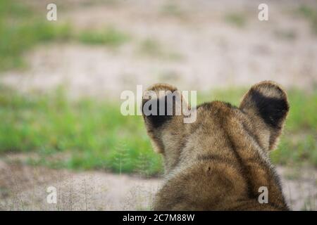 Retro della testa dei leoni che mostra le sue orecchie sono belle. Presa in Luangwa del sud, Zambia Foto Stock