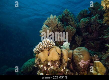Immagine subacquea della barriera corallina, Hamata, Mar Rosso, Egitto Foto Stock