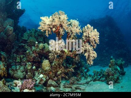 Immagine subacquea della barriera corallina, Hamata, Mar Rosso, Egitto Foto Stock