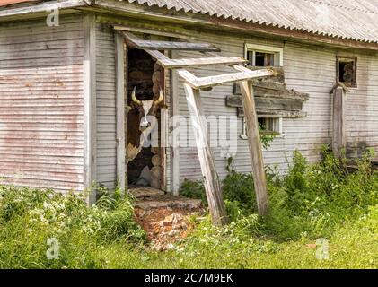 Curioso Cow guardando attraverso una porta della vecchia casa nel vecchio villaggio russo. Foto Stock